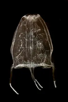 Important Prints: Box Jelly or 'Sea Wasp'