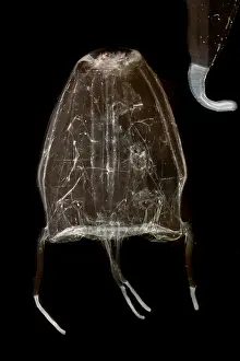 Important Prints: Box Jelly or 'Sea Wasp'
