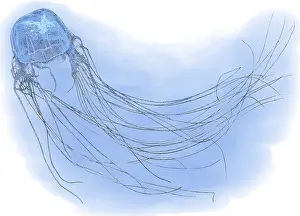 Cnidaria Prints: Box Jellyfish, Illustration