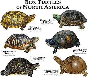 Poster Prints: Box Turtles of North America