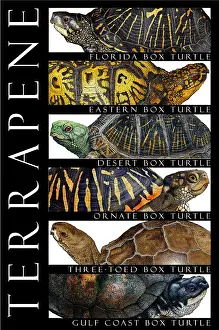 Turtle Prints: Box Turtles of North America