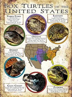 Turtle Prints: Box Turtles of the United States