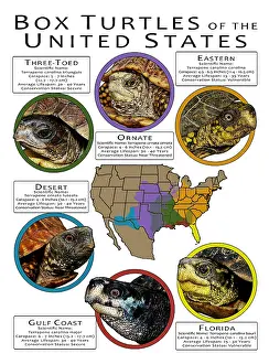 Turtle Prints: Box Turtles of the United States