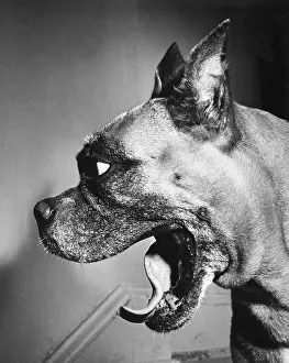 Science Source Collection Prints: Boxer
