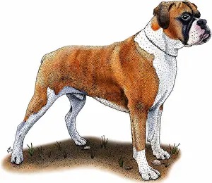 Companion Prints: Boxer Dog