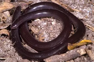 Introduced Prints: Brahminy Blindsnake