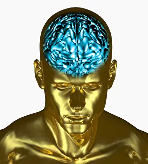 Statues Prints: Brain in Adult Man
