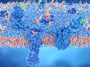 Drugs Prints: Two brain cell receptors: delta opioid receptor and cannabinoid receptor