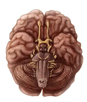 Optic Prints: Brain and Cranial Nerves