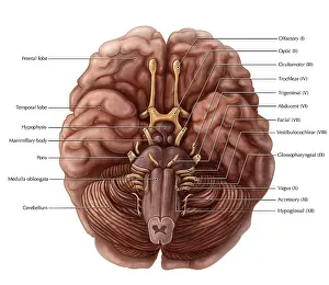 Diagram Prints: Brain And Cranial Nerves Labeled, Including Vagus, Medical Illustration