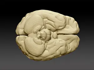 Inferior Prints: Brain, External Anatomy, Illustration