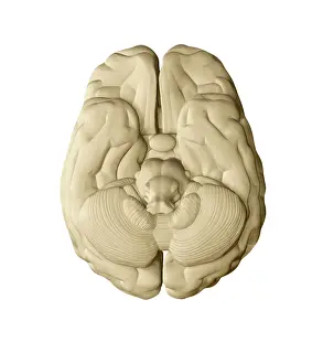 November Prints: Brain, External Anatomy, Illustration