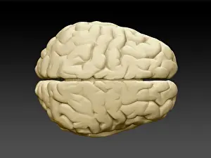 Background Prints: Brain External Anatomy Superior View