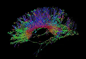 Magnetic Prints: Brain, Fiber Tractography Image