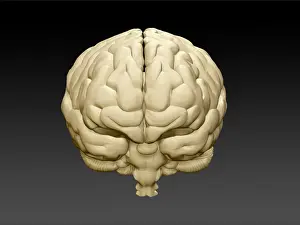 Background Prints: Brain, Frontal View, Illustration