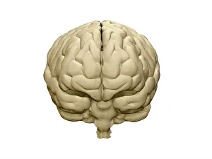 Brain Prints: Brain, Frontal View, Illustration