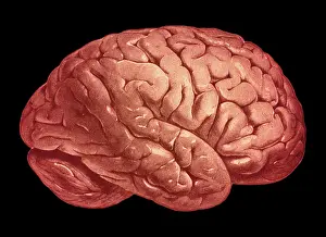 Nervous Prints: Brain
