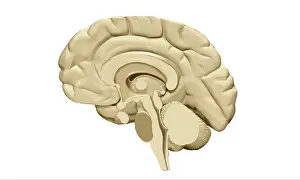 Side Prints: Brain, mid-Sagittal Cut View, Illustration