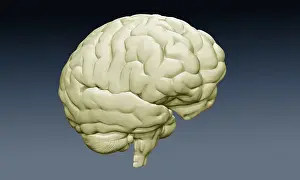November Prints: Brain Oblique View, Illustration