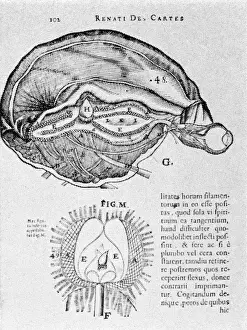 Optics Prints: Brain and Pineal Gland