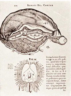 Page Prints: Brain and Pineal Gland