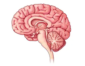Plate Prints: Brain Sagittal Section, Illustration