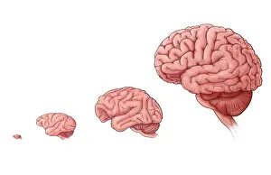 Diagram Prints: Brain Size Comparison