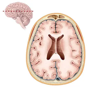 Cortex Prints: Brain, Transverse Section