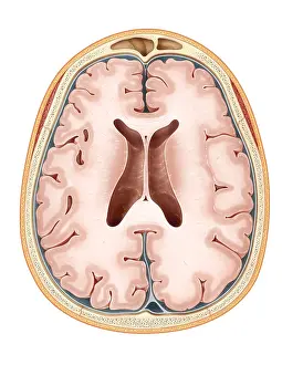 Horizontal Prints: Brain, Transverse Section