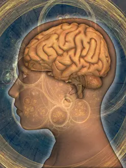 Cerebrum Prints: Brain and Woman's Head
