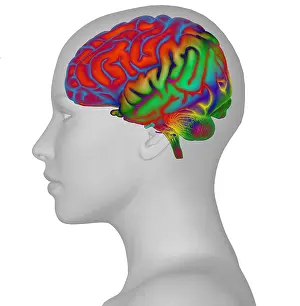 Cerebrum Prints: Brain and Woman's Head