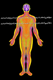 Medical Prints: Brainwave illustration