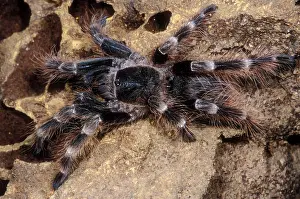2005 Prints: Brazilian Black & White Tarantula