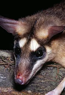Brown Prints: Brazilian Opossum