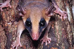 Brazil Prints: Brazilian Opossum