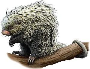 March Prints: Brazilian Porcupine, Illustration