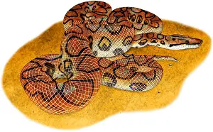 Serpent Prints: Brazilian Rainbow Boa
