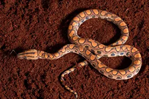 Serpentes Prints: Brazilian Rainbow Boa