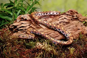 Snake Prints: Brazilian Rainbow Boa