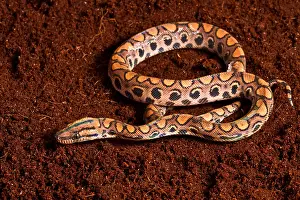 Many Science & Medical Prints: Brazilian Rainbow Boa