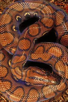 Snake Prints: Brazilian rainbow boa