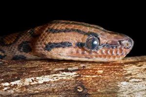 Snake Prints: Brazilian Rainbow Boa (Epicrates cenchria)