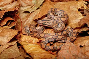Nonvenomous Prints: Brazilian Rainbow Boa on leaf litter