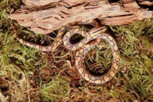 Snake Prints: Brazilian Rainbow Boa on moss