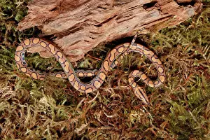 Many Science & Medical Prints: Brazilian Rainbow Boa on moss