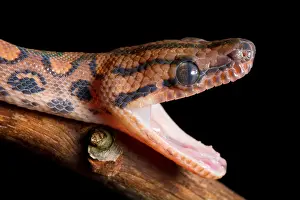 Face Prints: Brazilian Rainbow Boa stretching jaw