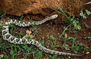 Community Prints: Brazilian Rattlesnake