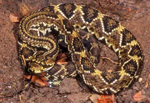 Serpent Prints: Brazilian Rattlesnake