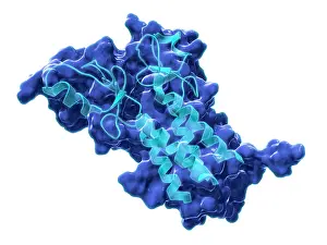 Genetics Prints: BRCA1, Molecular Model