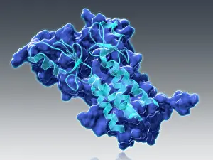 Genetics Prints: BRCA1, Molecular Model